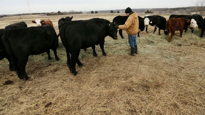 Shrinking Cattle Herd_Cala(1).jpg